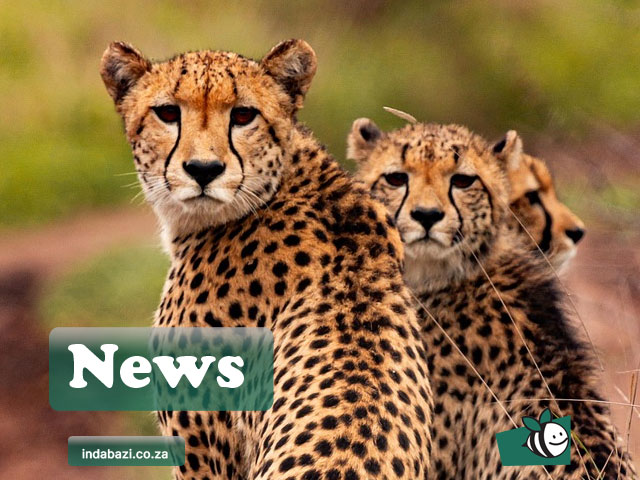 South Africa News 2026 | Updates & Budget Speech Highlights Plain‑language summaries of latest news – SASSA changes, budget speech, labour laws, and more. Stay informed without the confusion | south africa news 2026